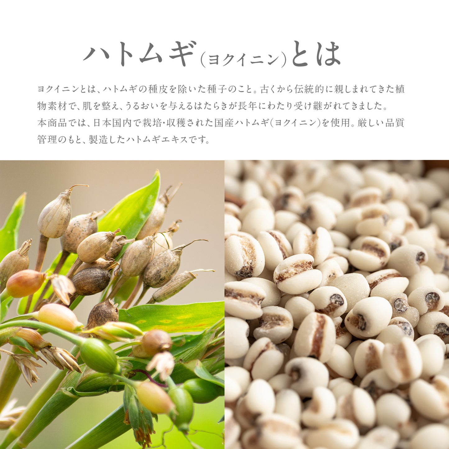 太陽のアロエ社 ハトムギエキス原液 30mL